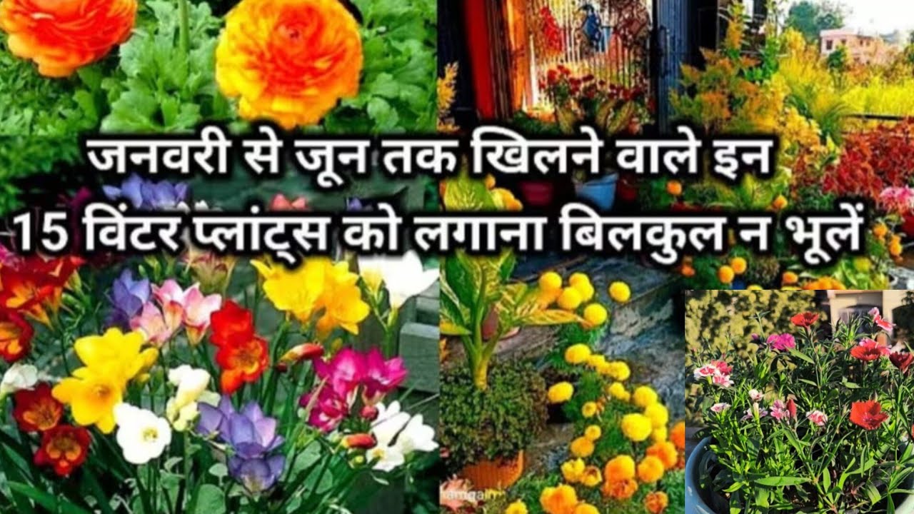 Top 15+Flower Plants Blooming from Jan to June with Care tips/ Update of Winter Garden with CareTips