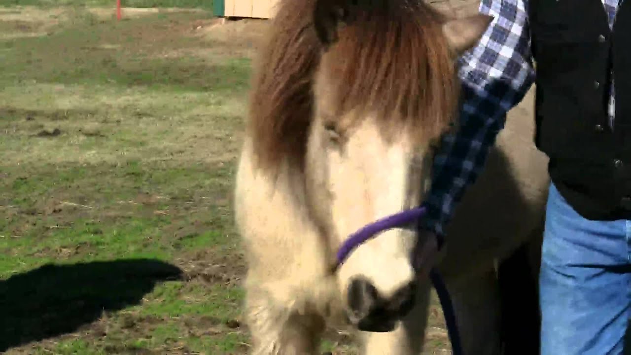 How to make a fast temporary halter out of a lead rope !  Stall13.com videos