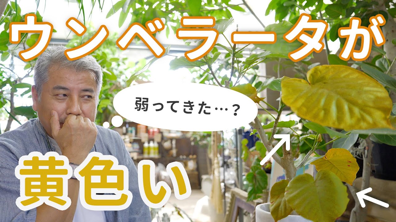 【判断するコツ】ウンベラータの葉っぱが黄色になっている…。これはなんで？【初心者】