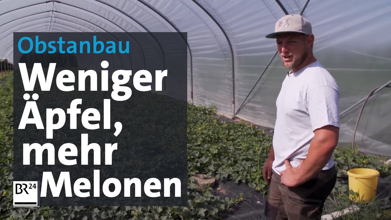 Klimawandel am Bodensee: Wenn &Auml;pfel zum Luxusgut werden | Abendschau | BR24