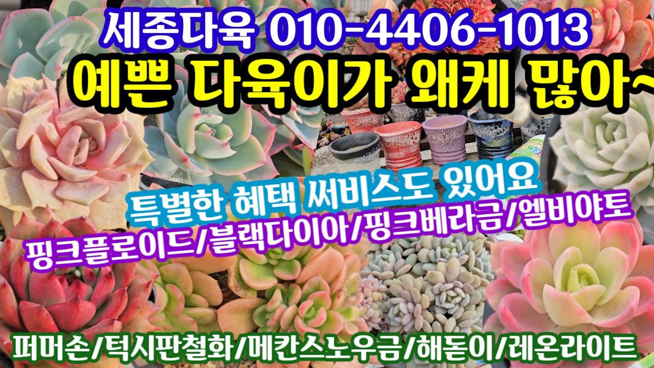 #다육이 쇼핑 🛍 특별한 혜택도(25.2.17)#세종다육 010-4406-1013 착하고 예쁜 다육이땜에 선택 장애~😆