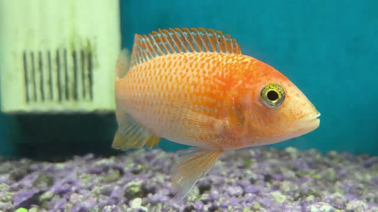 Flowerhorn and Orange African Cichlid