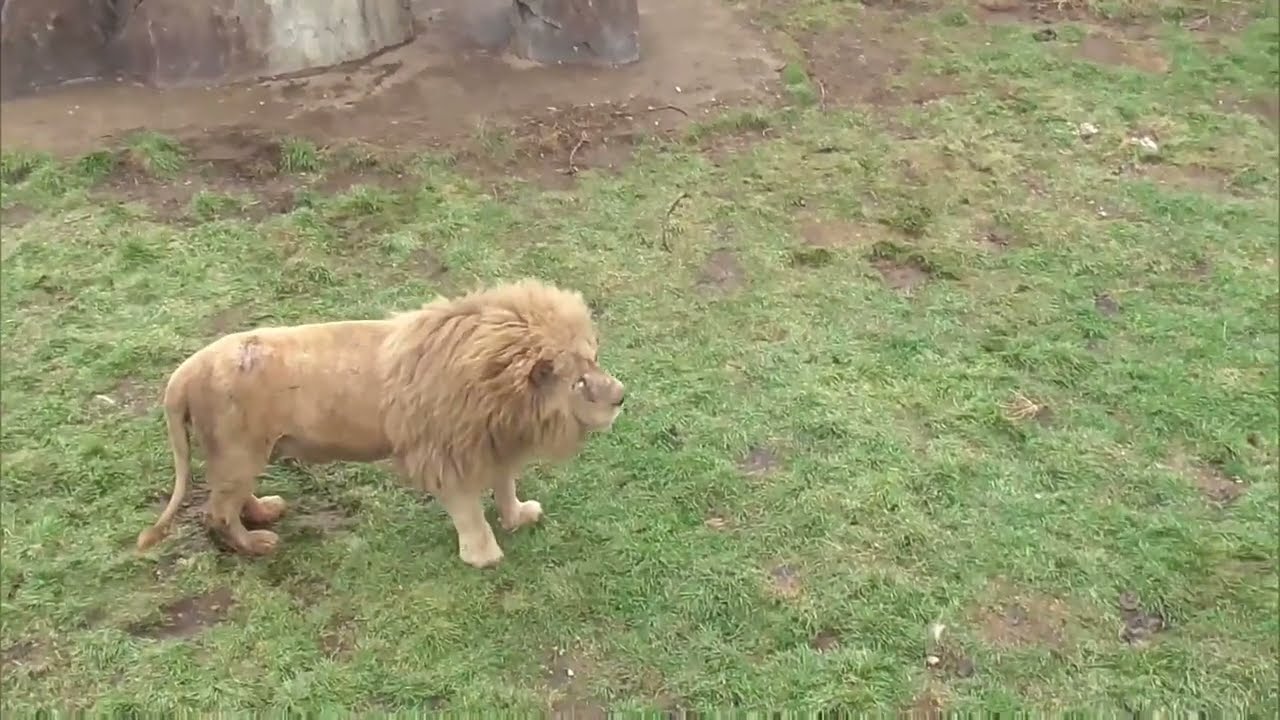 ЧИП запевала! Парк львов Тайган ❤️ 