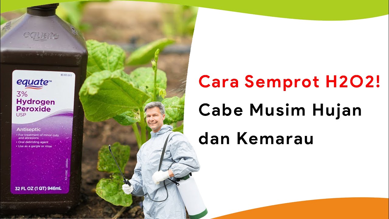 Semprot H2O2! Musim Kemarau dan Hujan Sekaligus
