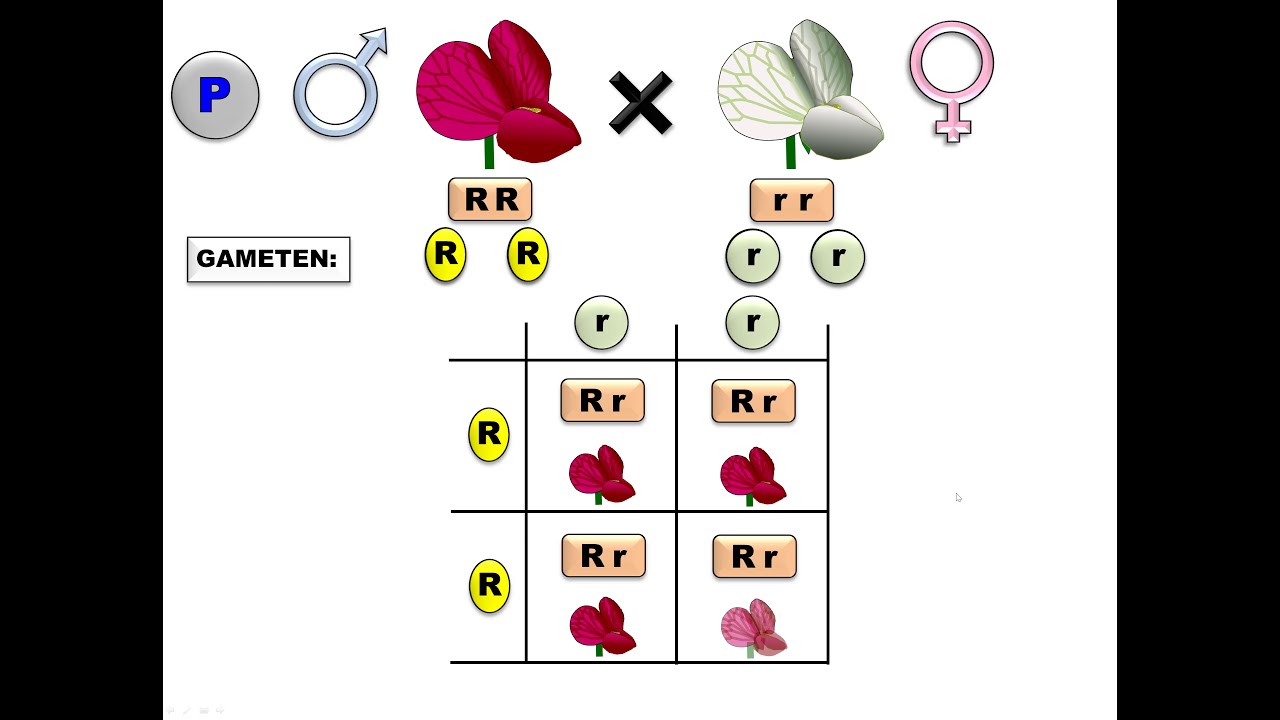 Mendel Mono