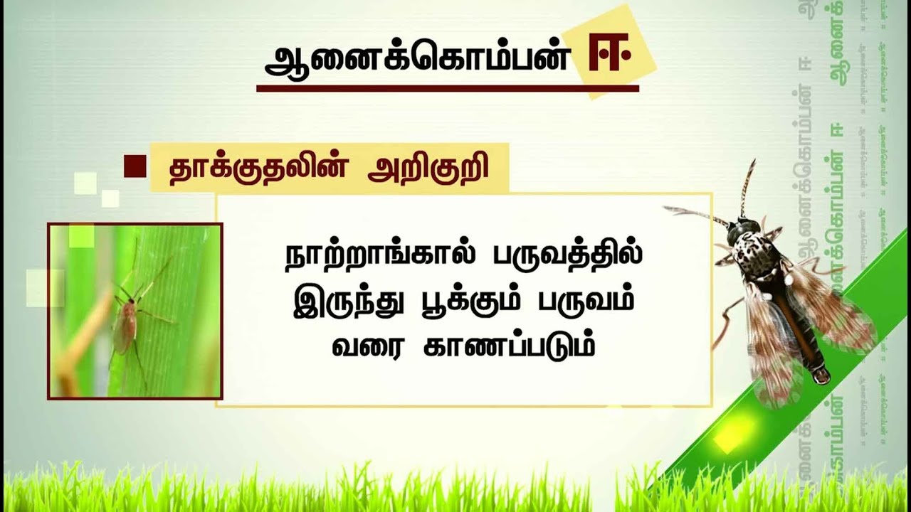 ஆனை கொம்பன் ஈ என்ன செய்யும், இதனால் ஏற்படும் பாதிப்புகள் என்ன?