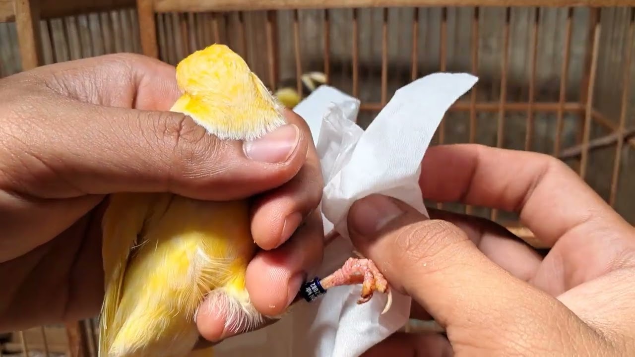 KAKI KENARIMU SAKIT!? Ini solusinya!!