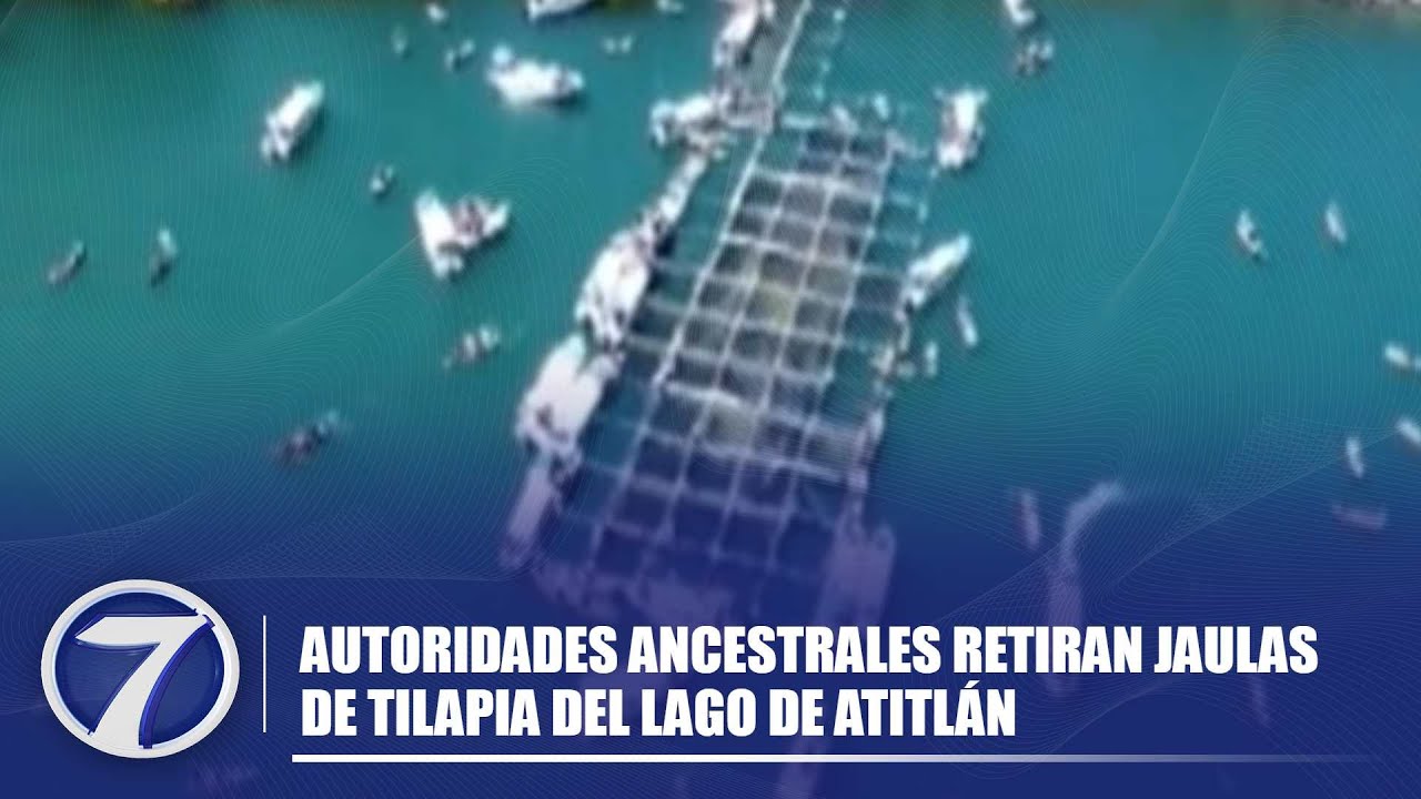 Autoridades ancestrales retiran jaulas de Tilapia del lago de Atitlán