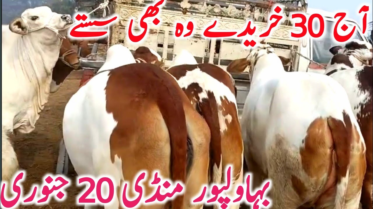 Bahawalpur Cow Mandi | Cholistani Sahiwal & Brahman Bachre Bachrian | Best Qurbani Cattle 2026