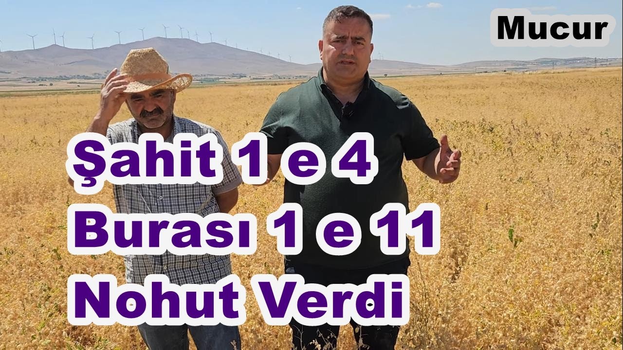 Nohut Gübreleme - Nohut Gübresi - Nohutta Yapraktan Gübreleme - Aşırı Yağışın Nohuta Zararı