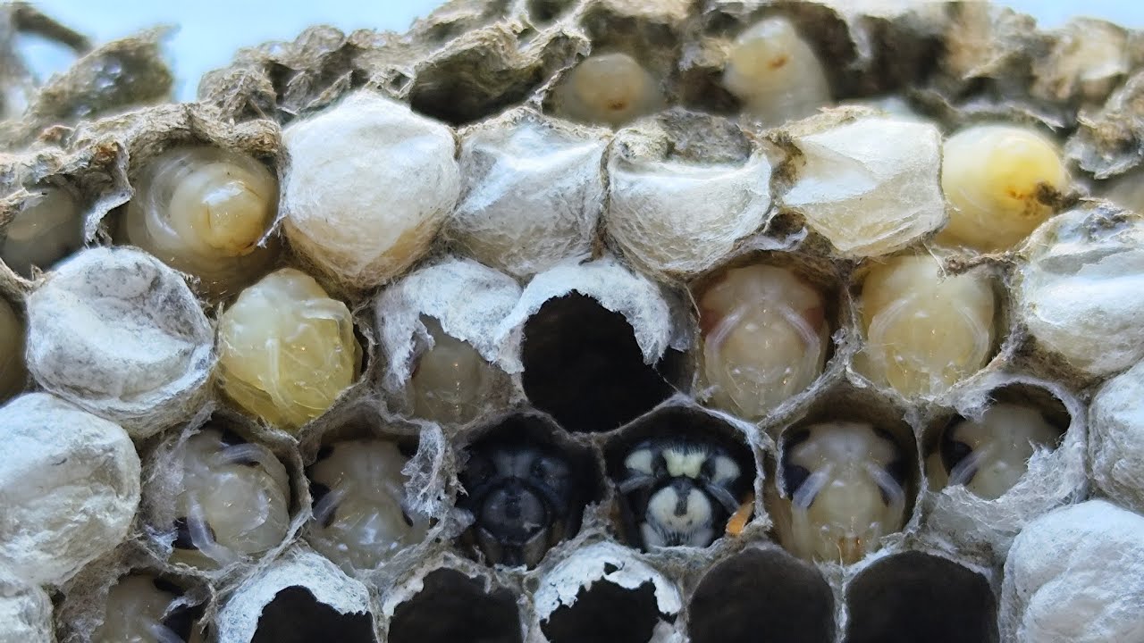 Inside a wasp nest