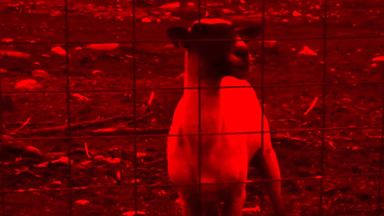 Slayer Angel of Death Goat Edition