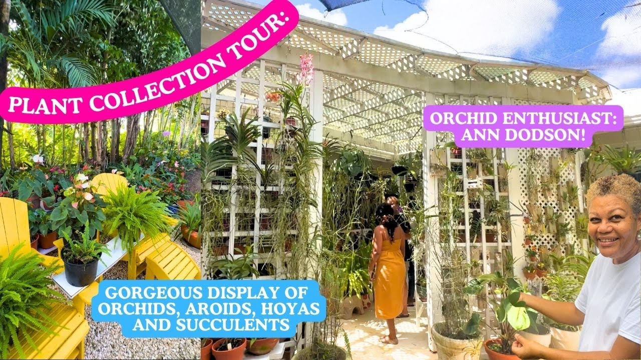 TROPICAL GARDEN TOUR IN BARBADOS: AROIDS, ORCHIDS & HOUSEPLANTS GALORE!