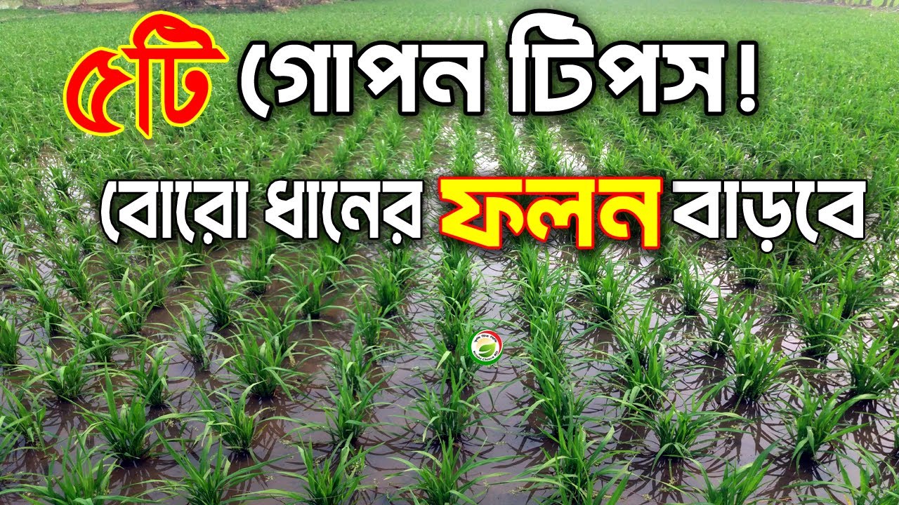 ধান চাষে ফলন বাড়ানোর রহস্য জানেন? ৫টি টিপস দিয়ে ফলন দ্বিগুণ করুন!