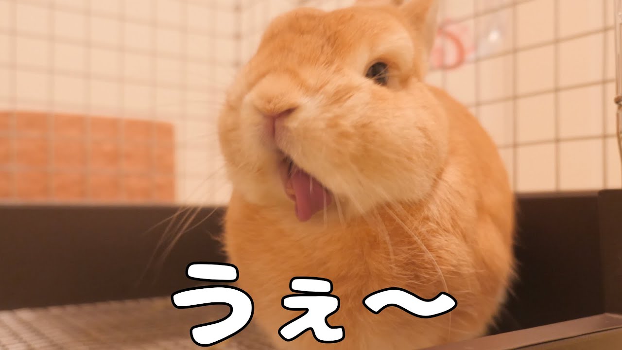 アソコを舐めすぎて強烈な匂いを嗅いでしまったウサギがこちら【No.626】