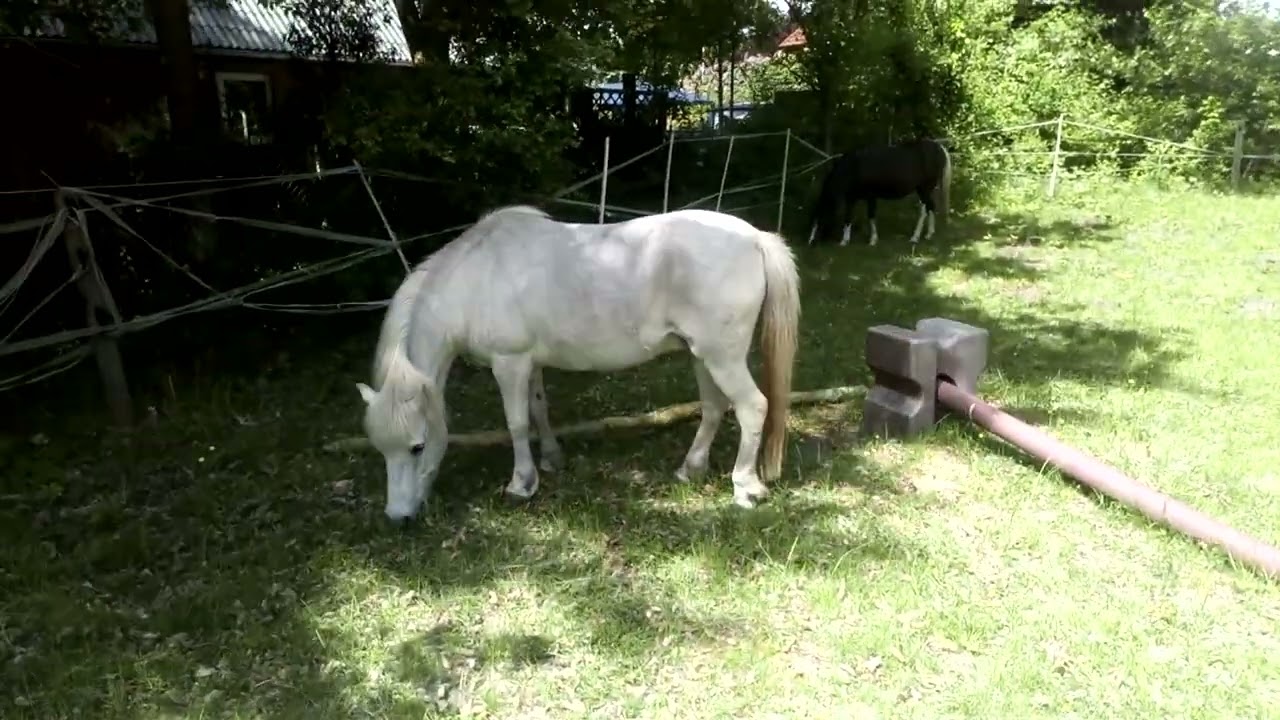 Kein R&uuml;ckfall beim Rehepony