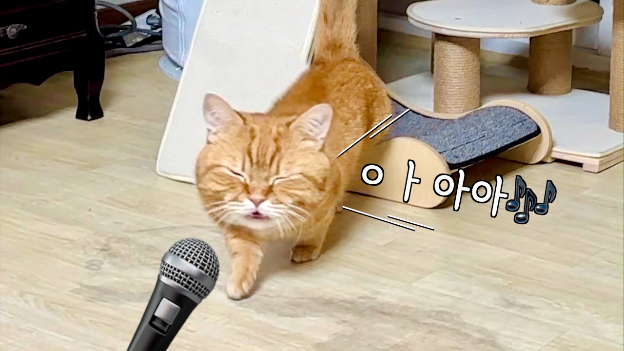 덕배가 드디어 노래를 해요😱 ㅣ개인기 맹연습하는 고양이 VLOG 🐈❤️
