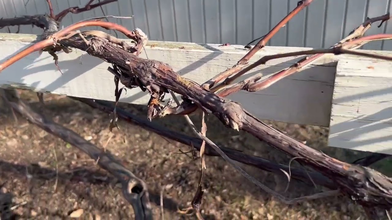 Feb Spring cleanup and Tour