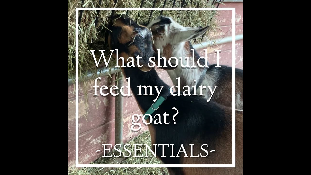 What should I feed my dairy goat?