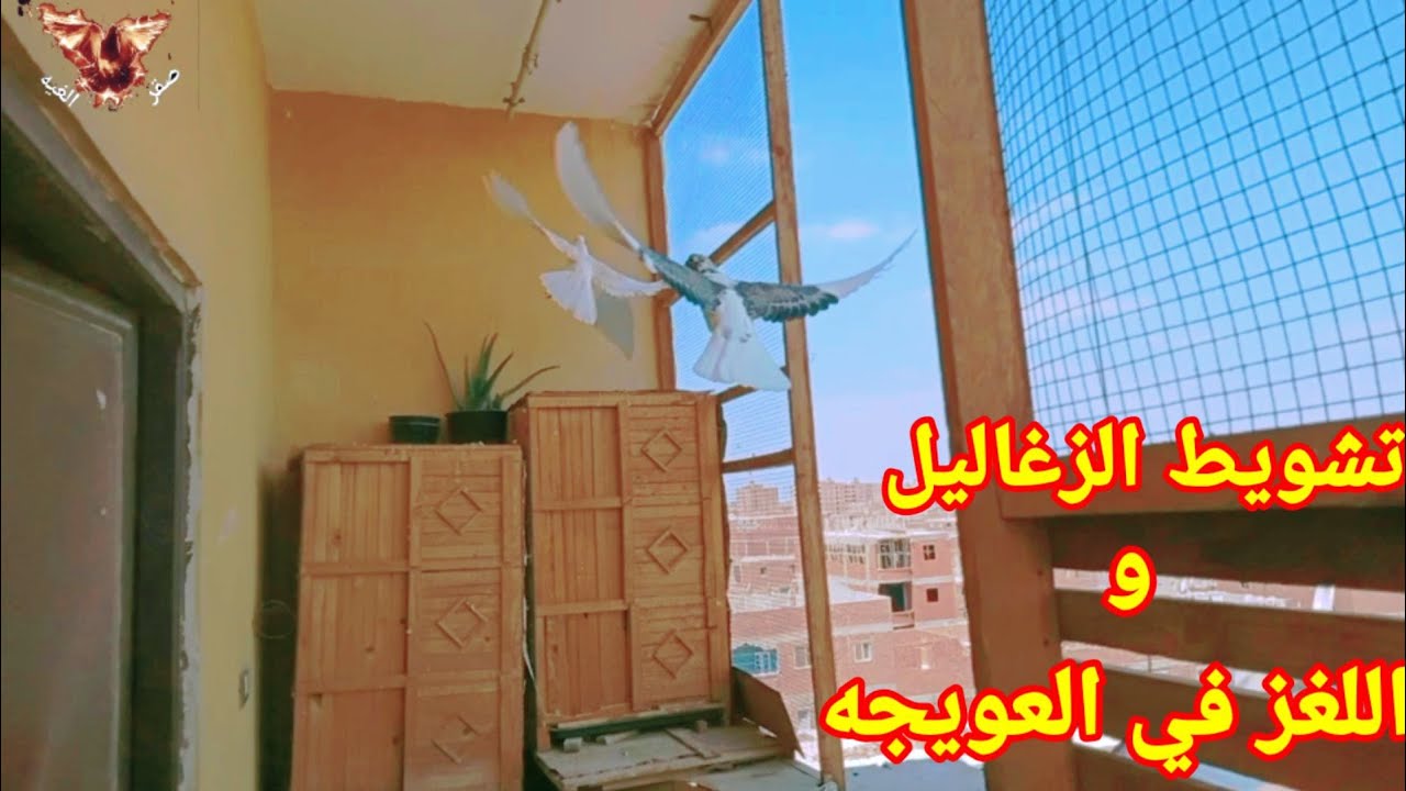 بدايه تشويط الزغاليل و السر في العويجه والحدق يفهم #مهدي_هتلر