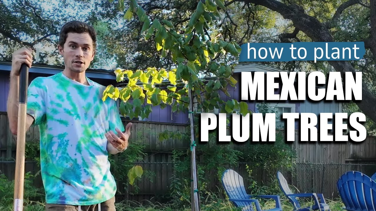 Planting Our Mexican Plum Tree Won at a Cake Concert in San Antonio! 🌳🎶