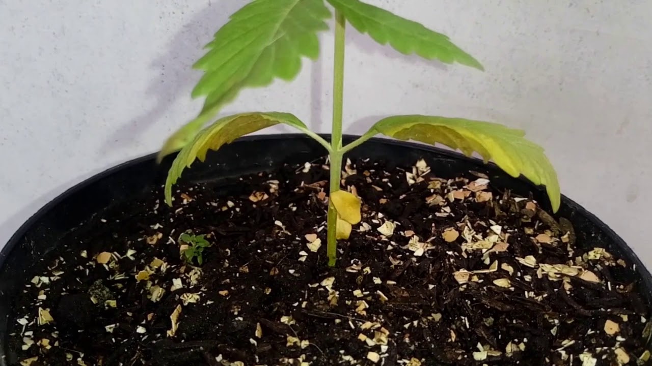 PROBLEMAS CON MI PLANTA DE MARIHUANA en sus PRIMEROS MESES🍁