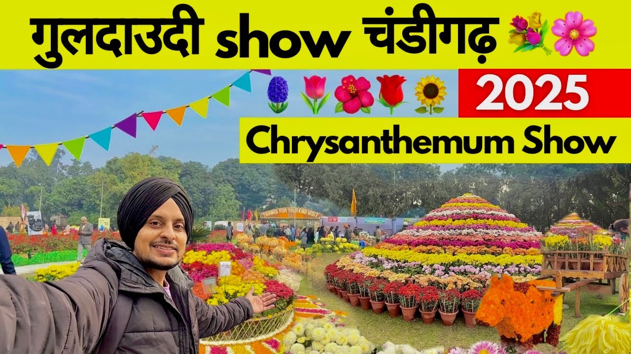 Guldaudi ( गुलदाउदी ) Show Chandigarh 2025 |  Chrysanthemum Show Chandigarh | Flower Show Chandigarh
