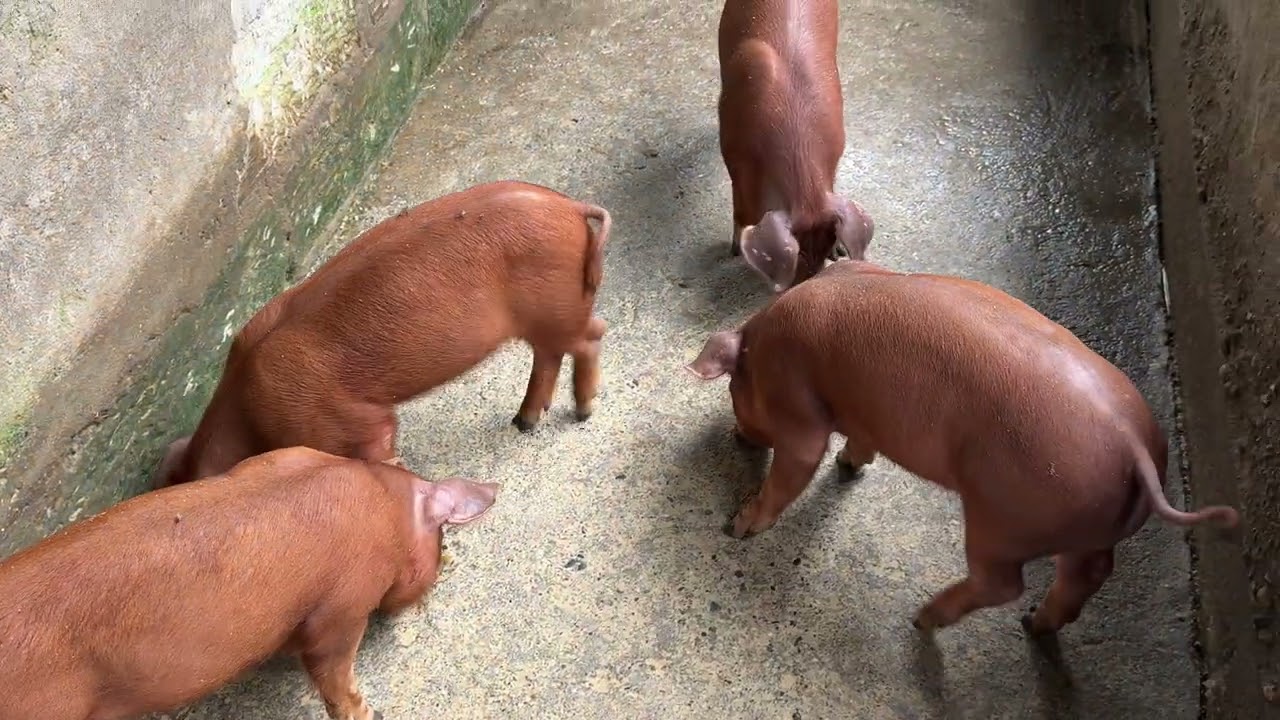 Duroc piglet available