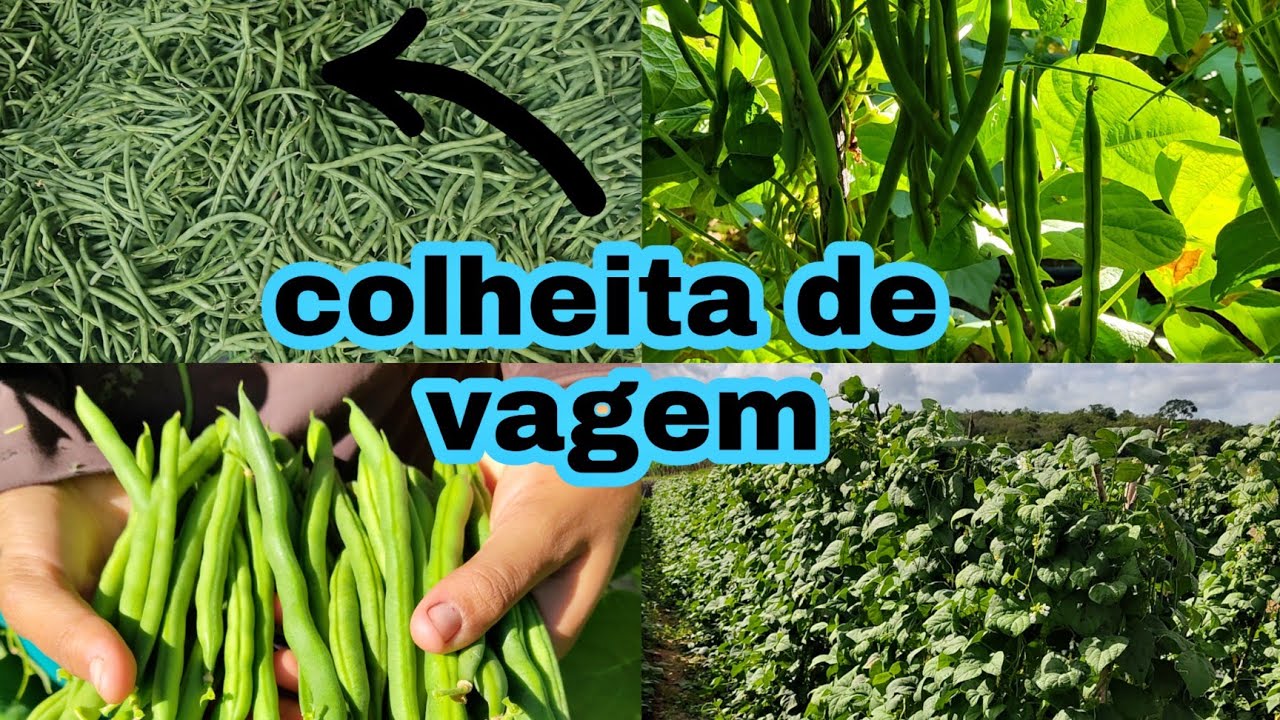 colheita da vagem de vara