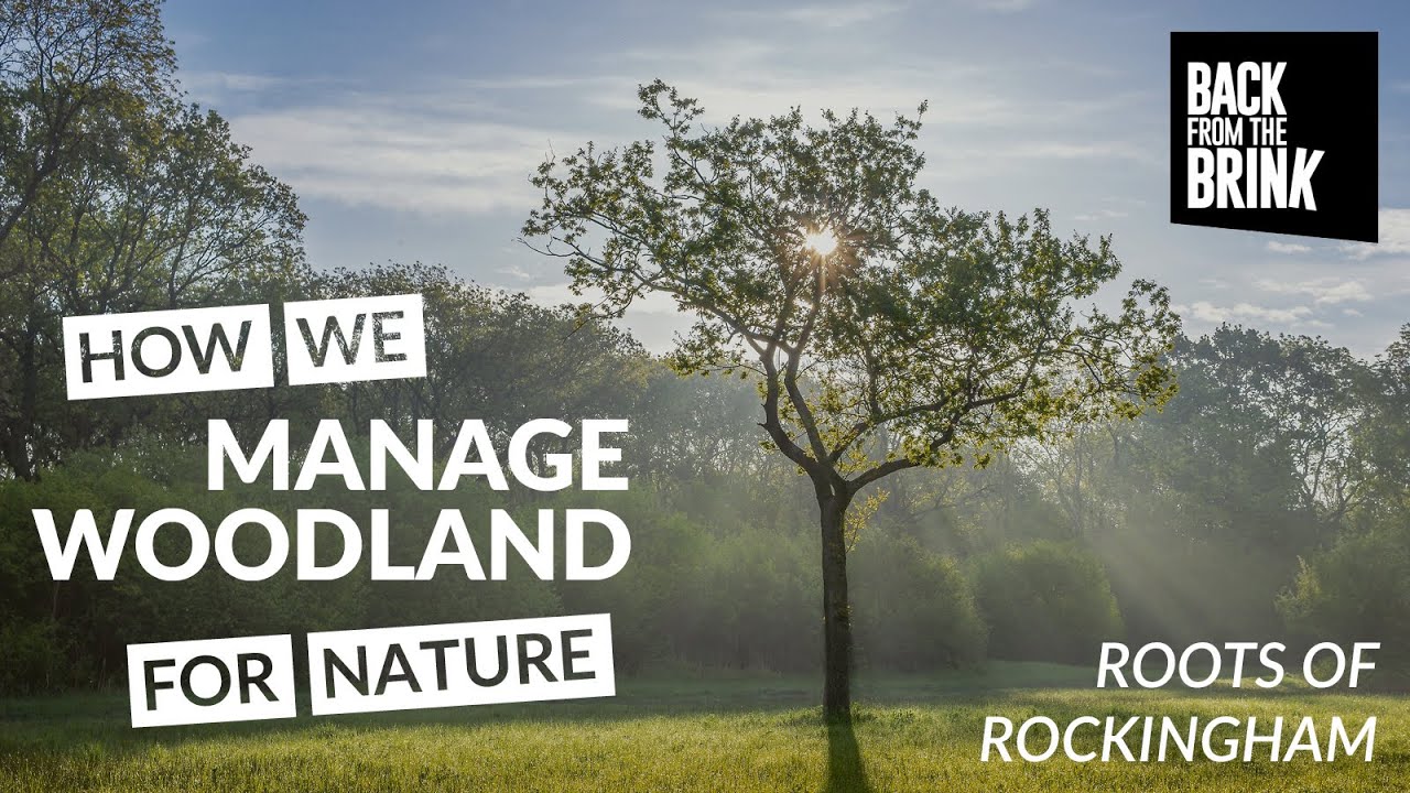 Managing woodland for nature - Roots of Rockingham