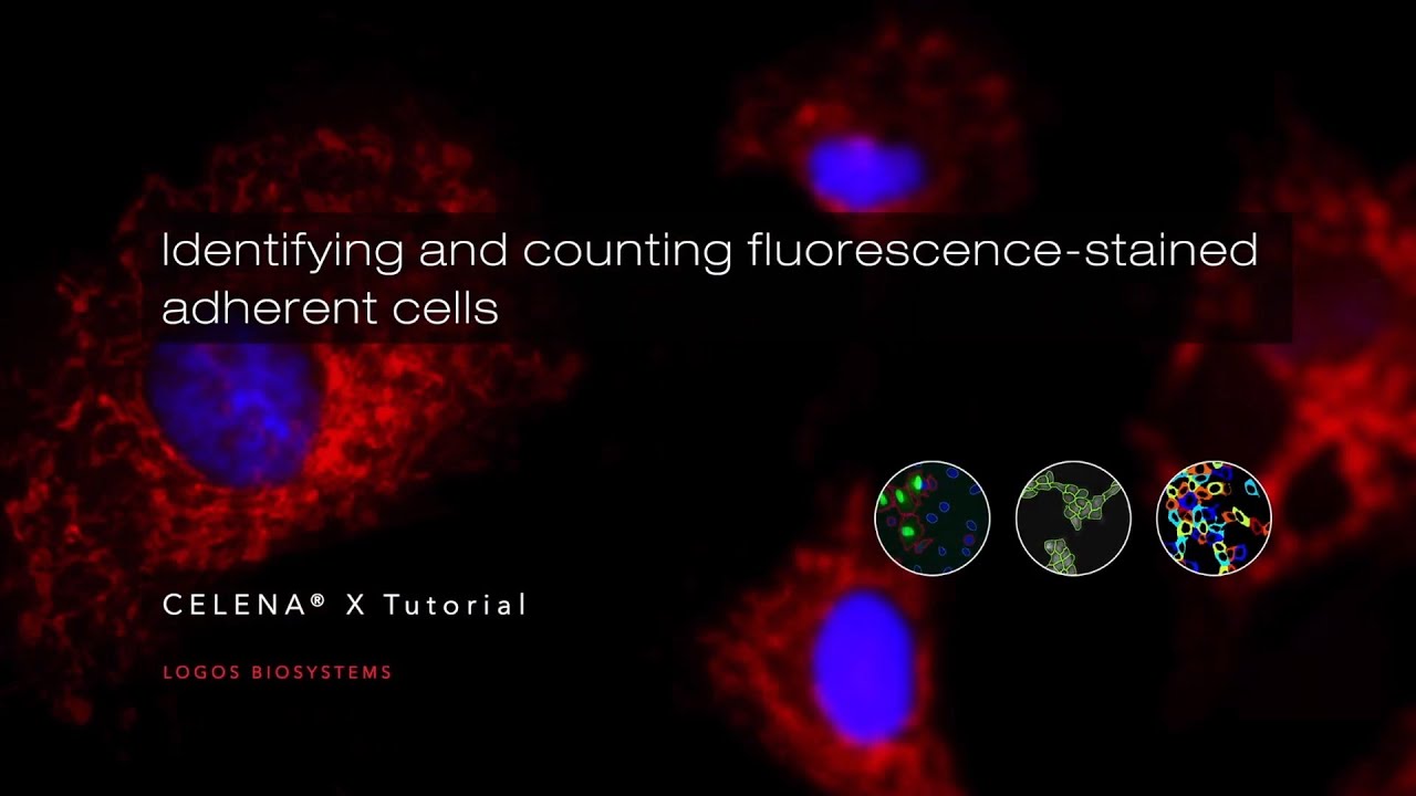 Identifying and counting fluorescence-stained adherent cells