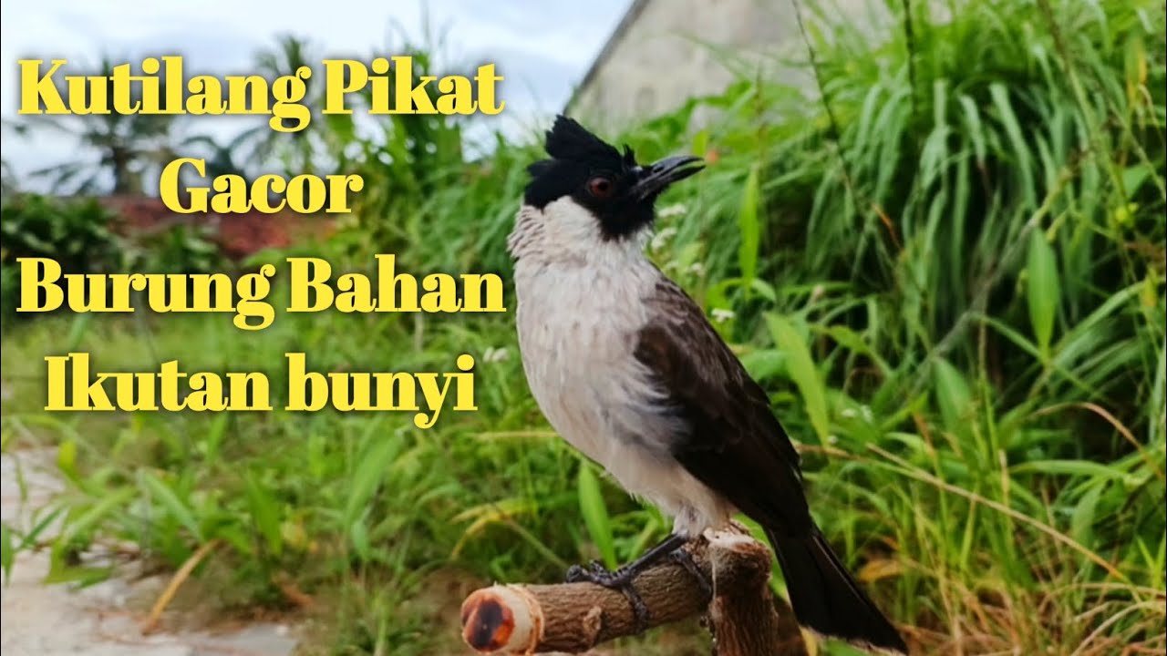 Suara Burung Kutilang Gacor Memanggil‼️Sekali Dengar Langsung Bunyi
