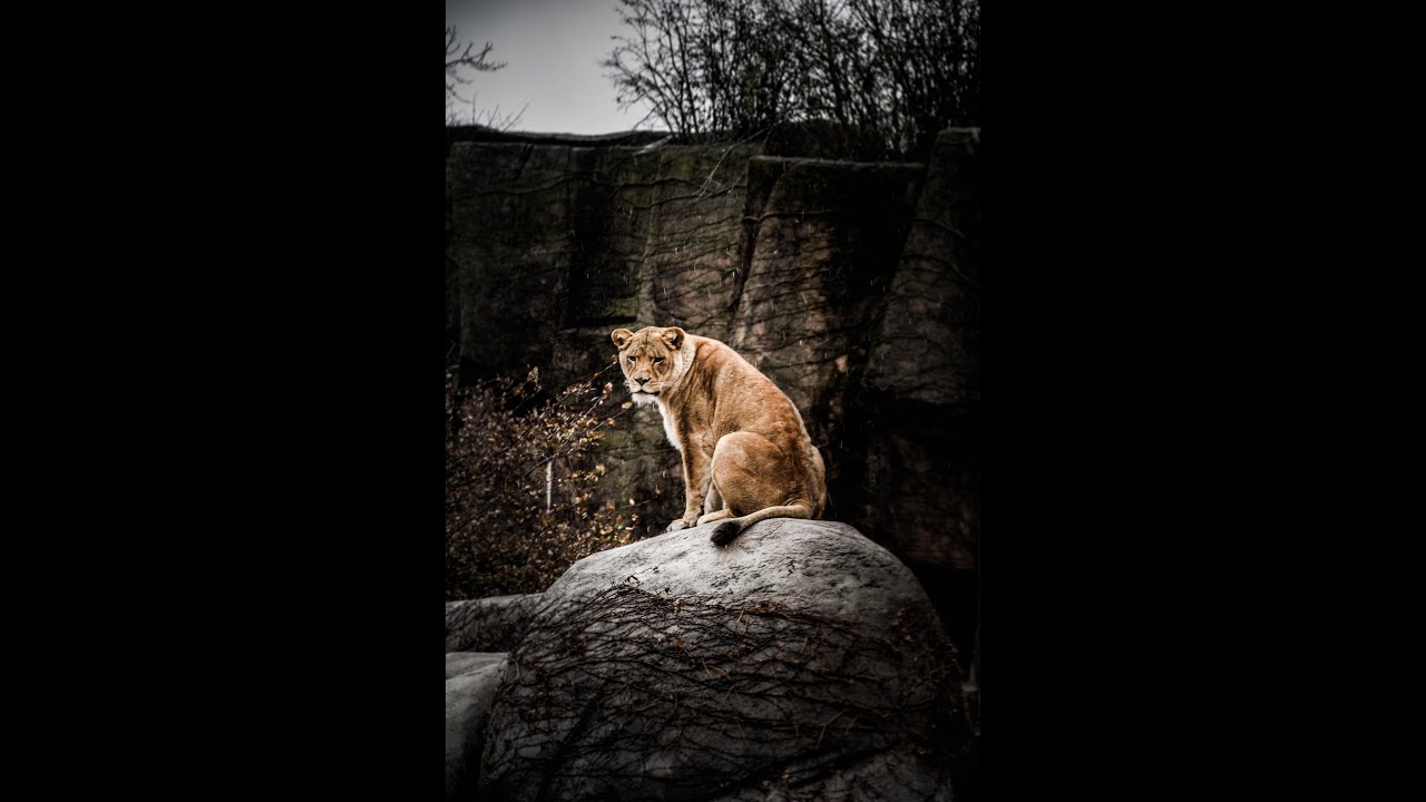 The 5 Minute Goddess ~ Tefnut as Lioness