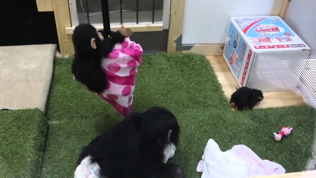 チンパンジー・ミルキー　のいち動物公園　2014.12.17