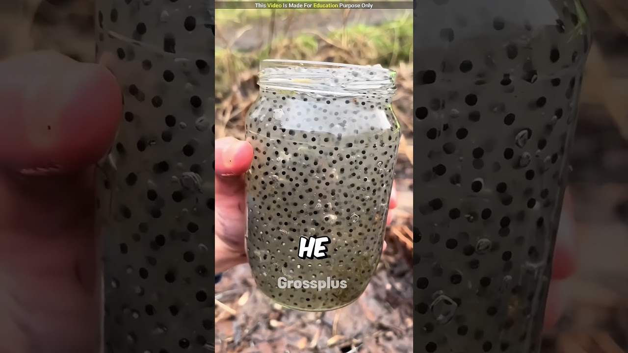 Frog eggs 