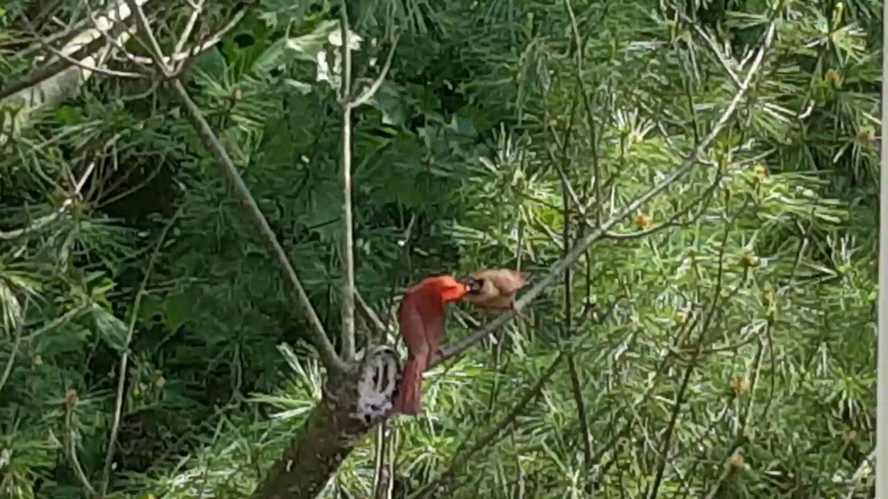 Feeding baby cardinal