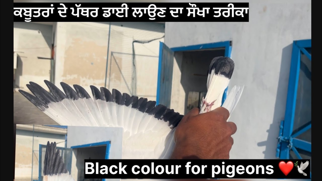ਕਬੂਤਰਾਂ ਦੇ ਪੱਥਰ ਡਾਈ ਲਾਉਣ ਦਾ ਸੌਖਾ ਤਰੀਕਾ ।।Black colour for pigeons 🫶🕊️