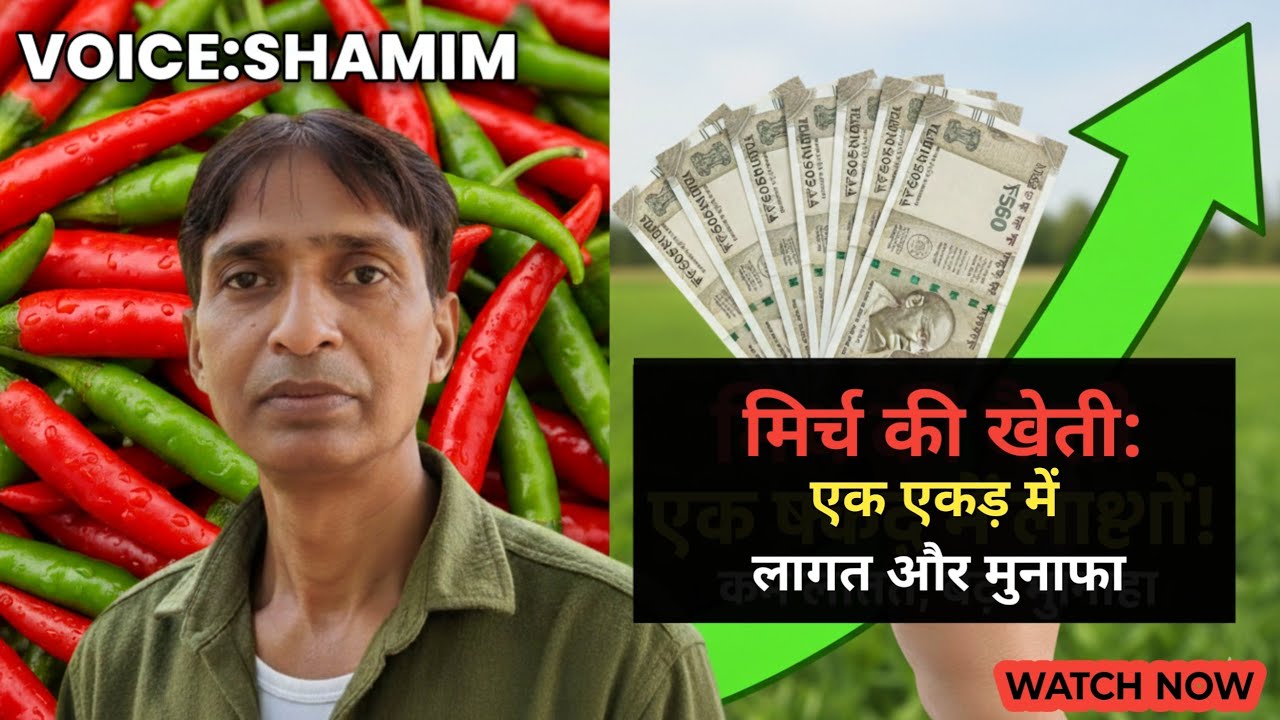 Mirchi Ki Kheti: Ek Acre Me Lagat Aur Munafa | Mirchi ki kheti se kitna munafa hai |