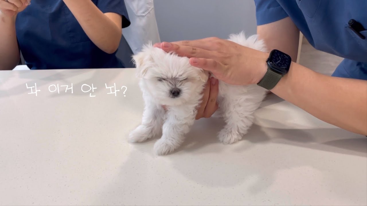 2개월 아기 말티즈 입양 후 2주차 적응기 | 3차 접종, 사회화, 앉아훈련, 다이소 애견꿀템✨