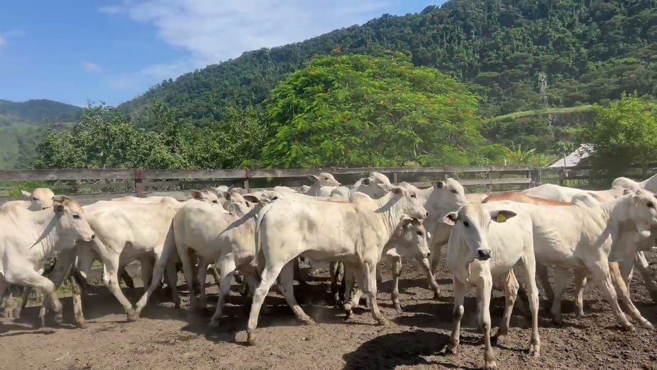 Fazenda Boa Vista dia de embarcar o pé rachado