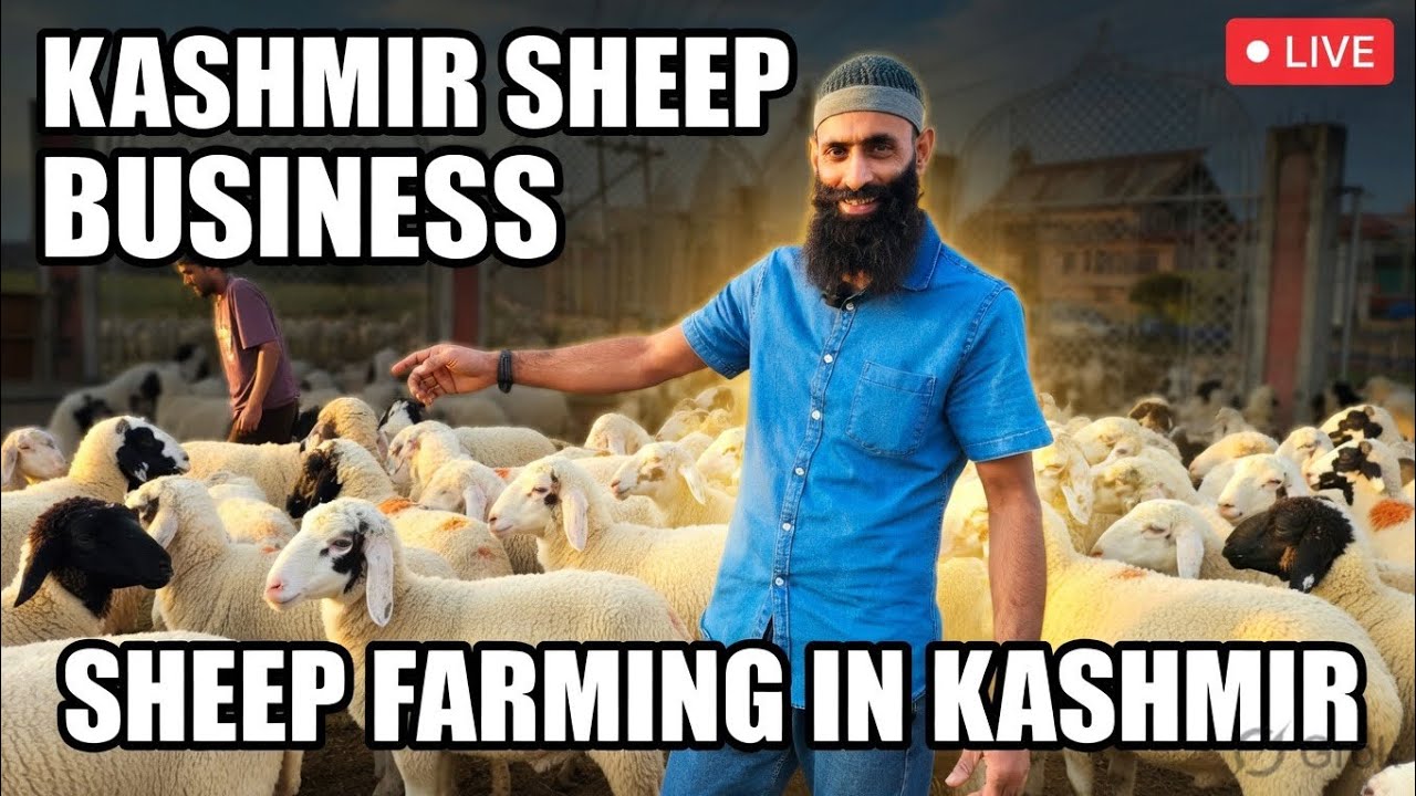 EID  GAH, SRINAGAR, KASHMIR | 2025 | Sheep Mandi |  Sheep for Qurbani 2025