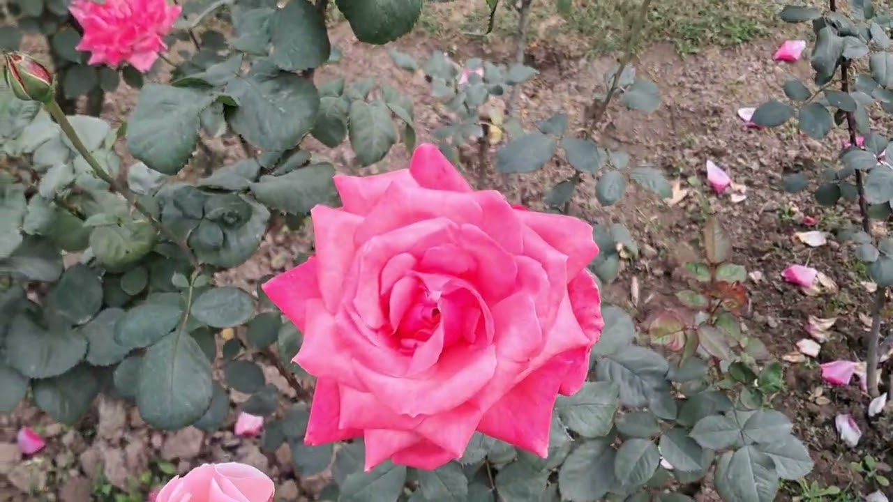 INDIA 🇮🇳 AFRICA 🌍 FRIENDSHIP ROSE 🌹 GARDEN: BEST PARK OF NEW DELHI, INDIA