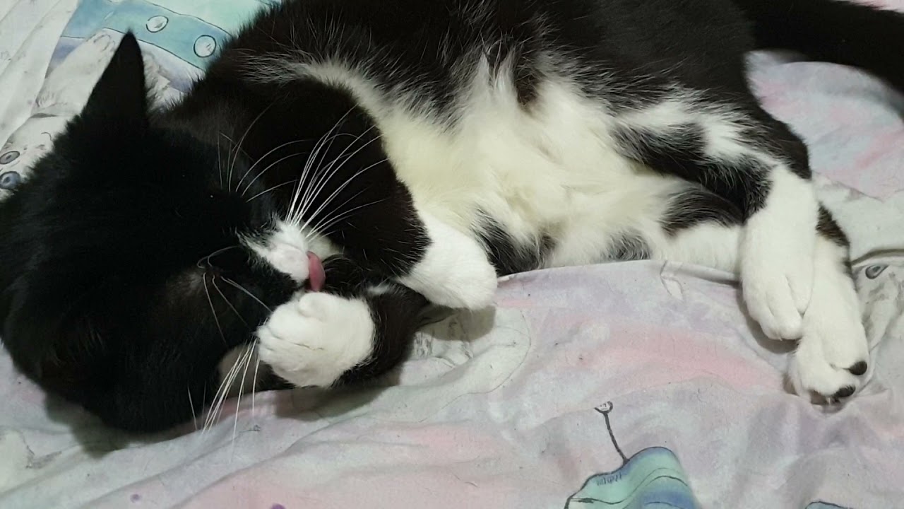 Loki's daily vlog. 1 June 2021. nekrotikk.com