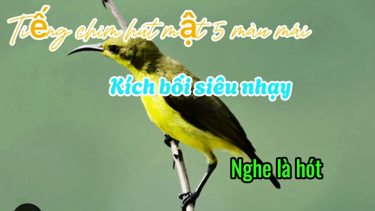 Tiếng chim hút mật 5 màu mái cực nhạy nghe là hót
