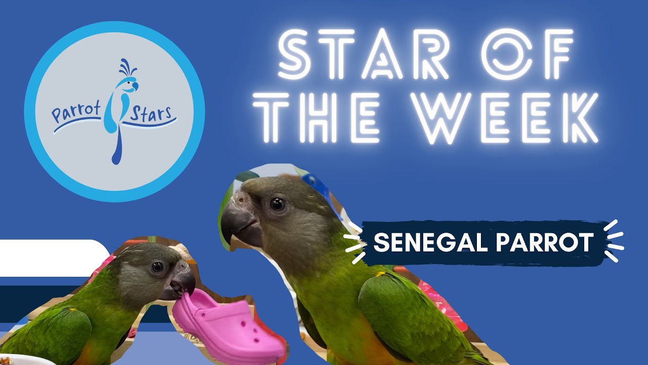 Star of the Week: Senegal Parrot | Parrot Stars