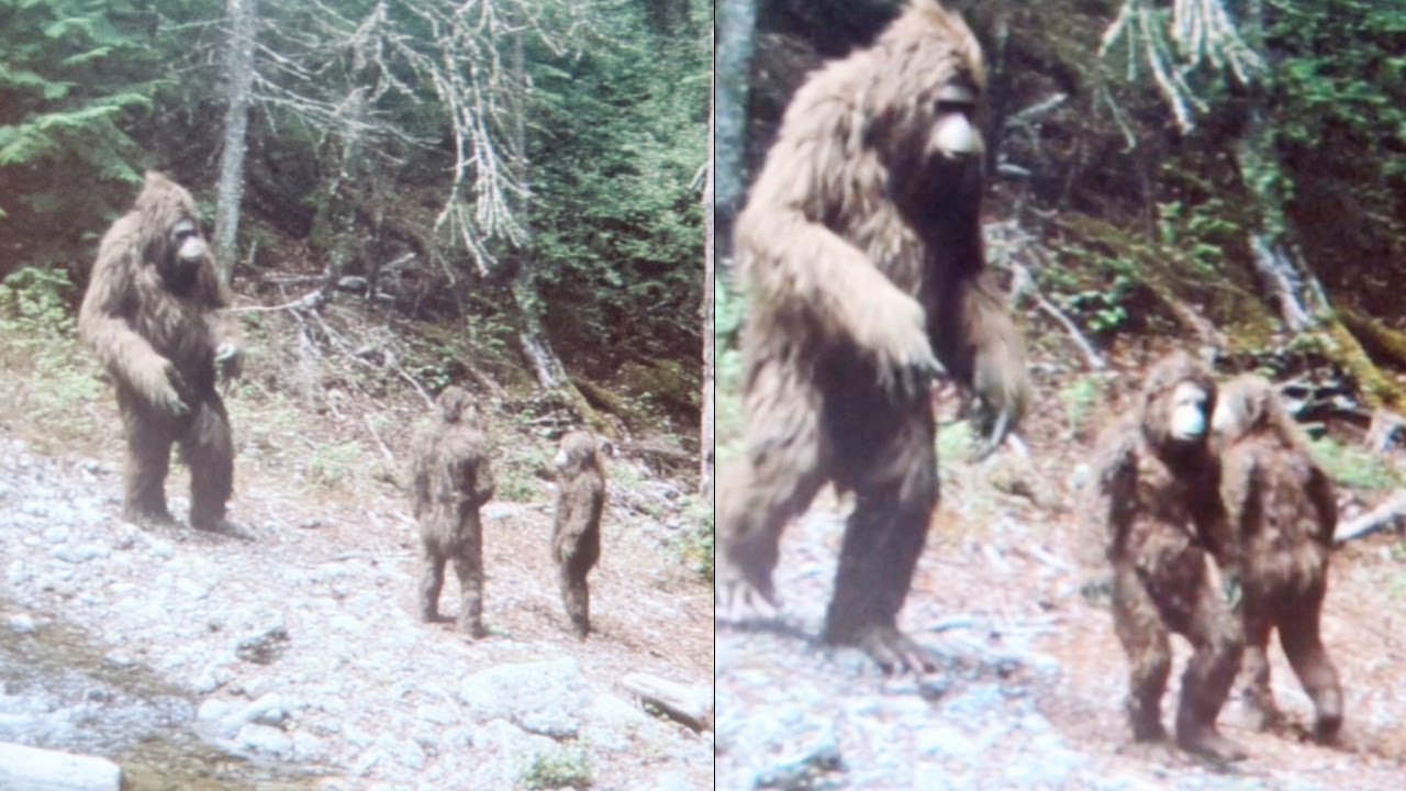 Hunter Films Bigfoot Family Hidden In Appalachian Mountains, Incredible Findings -Encounter Story