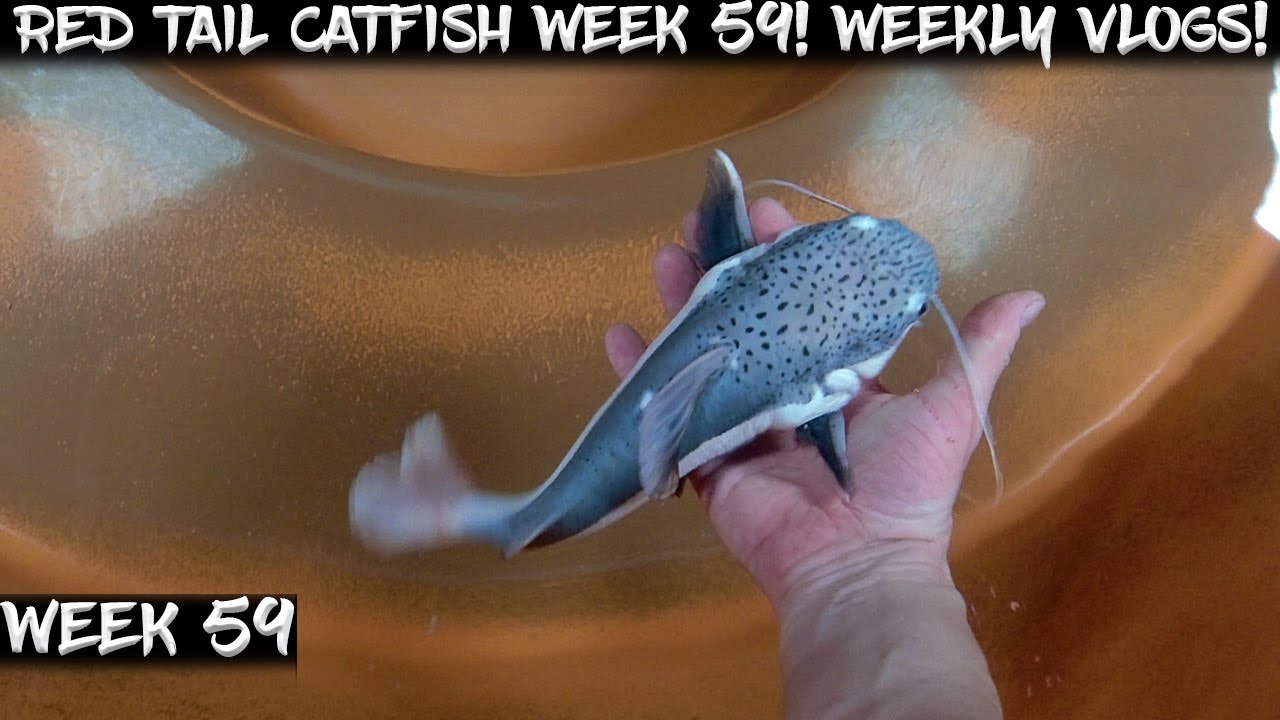Week 59 - Weekly Red Tail Catfish Vlog!  Watch Us Grow!