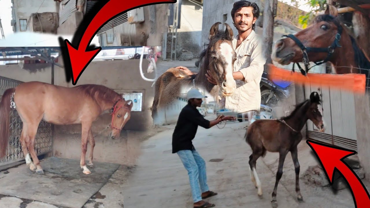 વછેરો ભાગી ગયો અને રાની થાય ખરી 😳
