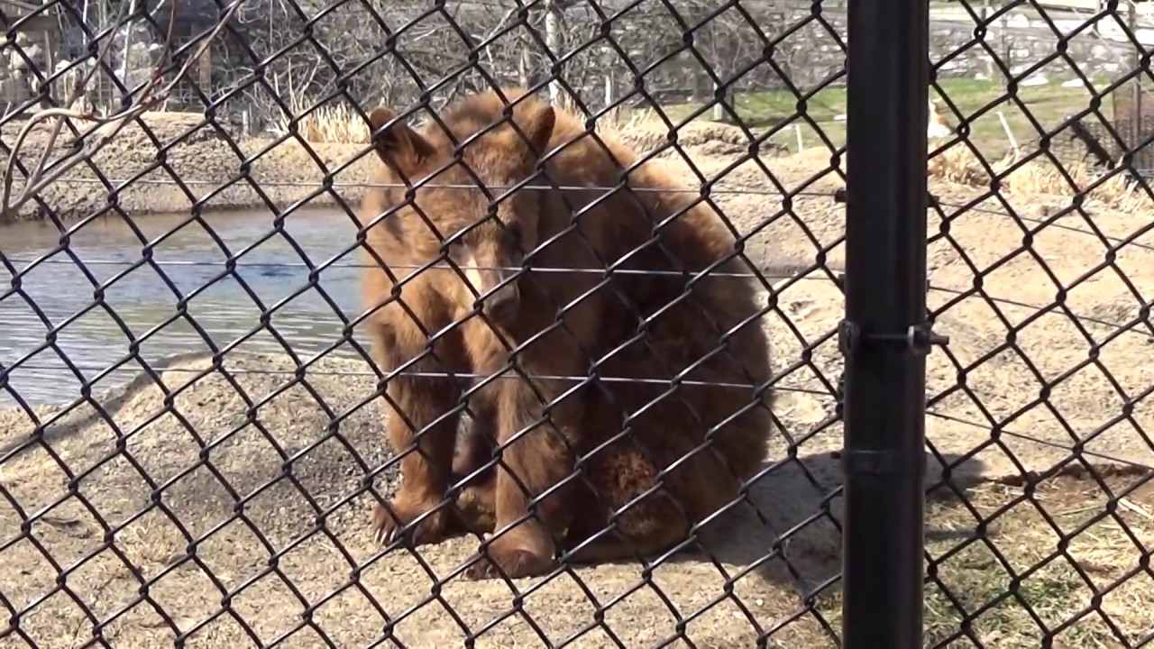ZooAmerica - North American Wildlife Park - Hershey PA 3-21-2017