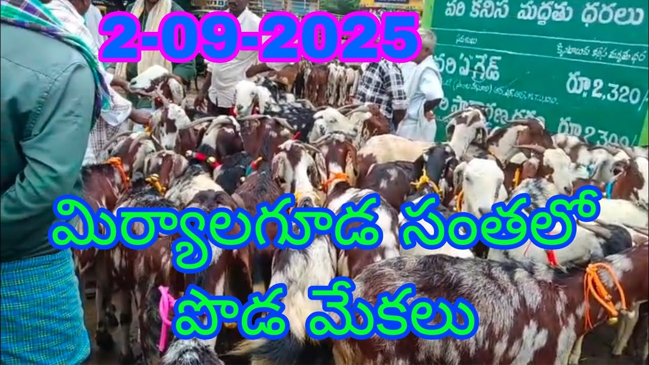 మిర్యాలగూడ మేకల సంత తెలంగాణ నల్గొండ జిల్లా 